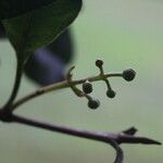 Calophyllum brasiliense Fruit