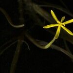 Heteranthera dubia Çiçek