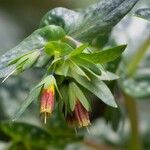 Cerinthe tenuiflora Flor