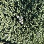 Veronica albicans Flor