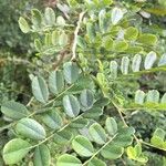 Dalbergia melanoxylon Лист