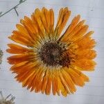 Calendula officinalis Flower