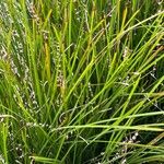Lomandra longifolia Hoja