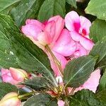 Impatiens walleriana Other