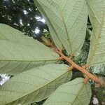 Theobroma simiarum Leaf