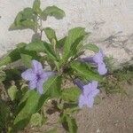Ruellia tuberosa फूल