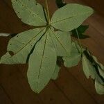 Pachira dolichocalyx Leaf