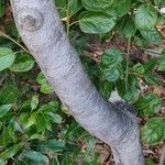 Rhamnus glandulosa Bark