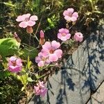 Gypsophila vaccaria Habit