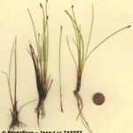 Eleocharis multicaulis आदत