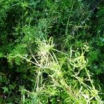 Galium aparine عادت داشتن