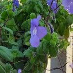 Streptocarpus caulescens പുഷ്പം