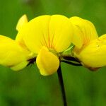 Lotus corniculatus പുഷ്പം