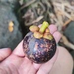 Garcinia mangostana 果實