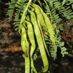 Prosopis juliflora Leaf