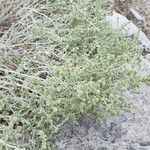 Salsola setifera Tervik taim