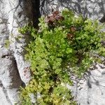 Adiantum capillus-veneris Habitat