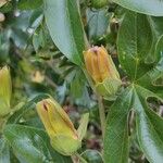 Passiflora caerulea Други