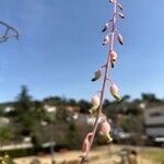 Gasteria obliqua Flower