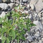 Cleome dodecandra List