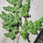 Lygodium japonicum পাতা
