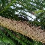 Araucaria nemorosa Corteza