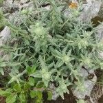 Teucrium rouyanum برگ