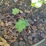 Oxalis fontana Leaf