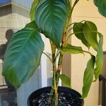 Aglaonema modestumHostoa