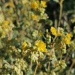 Helianthemum squamatum Flor