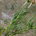 Adonis flammea Leaf