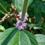 Lippia alba Flower