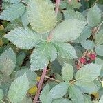 Rubus fruticosus 葉