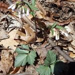 Cardamine angustata পাতা