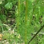 Tripleurospermum inodorum Bark