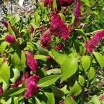 Celosia argenteaBloem