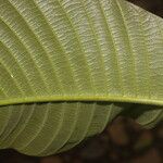 Couma macrocarpa List