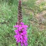 Lythrum salicariaFlower