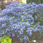 Ceanothus arboreusফুল