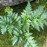 Molopospermum peleponnesiacum Leaf