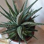 Haworthia attenuata পাতা