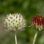 Gaillardia suavis Цвят