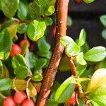 Cotoneaster dammeri Bark