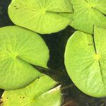 Nymphaea ampla 葉