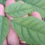 Handroanthus heptaphyllus Folha