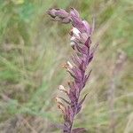 Odontites vernus Flower