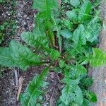 Taraxacum clemens Hoja