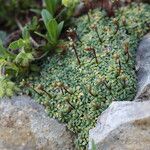 Saxifraga caesia Likasa