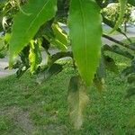 Quercus castaneifolia Leaf