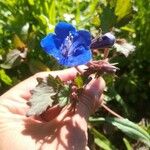 Phacelia campanularia Květ